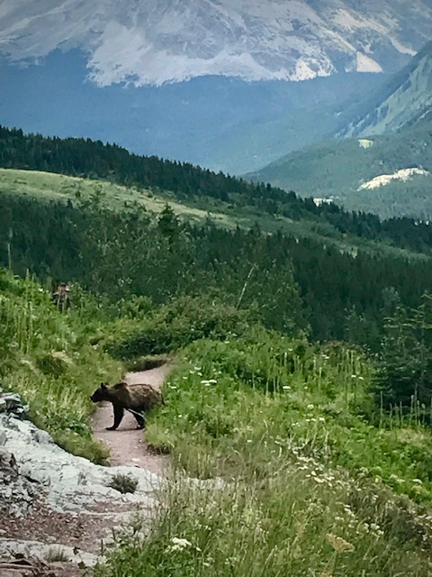grizzly bear on trail at Glacier National Park showing why you should respect wildlife.