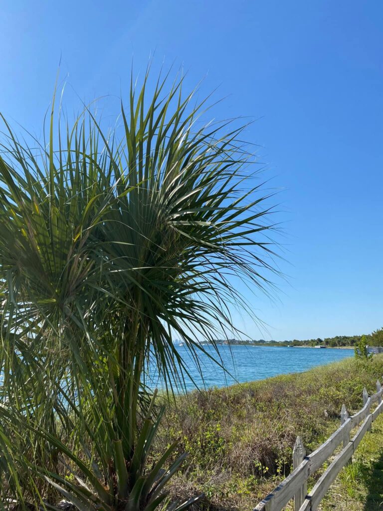 A tropical tree shown along the coast of Key Biscayne.