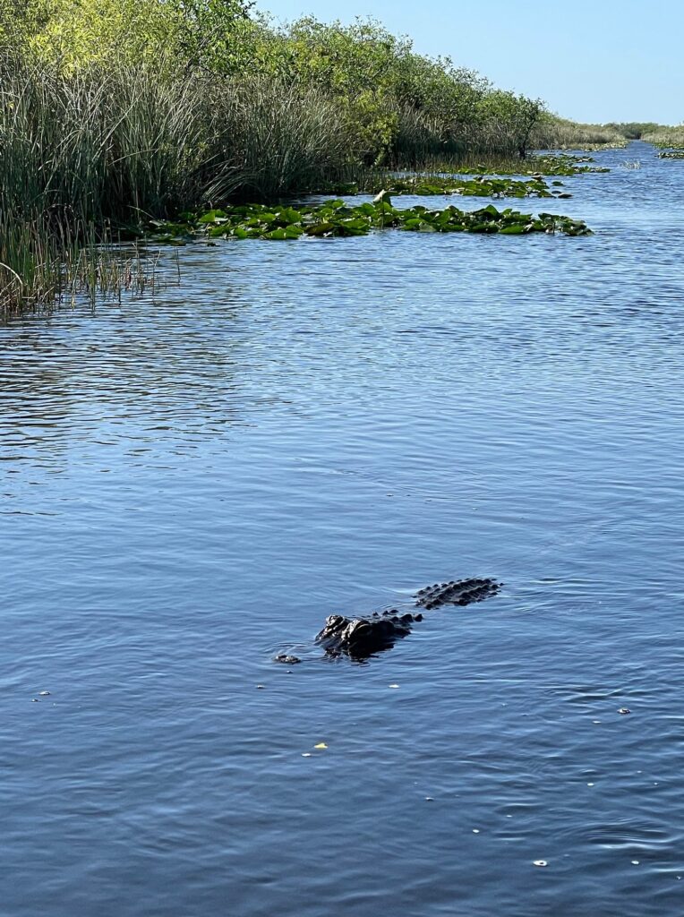 An alligator swims in Everglades National Park.