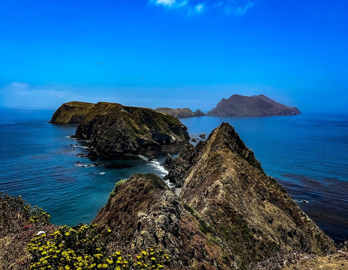 Stunning scenery with yellow flowers in the foreground and giant sea cliffs in the distance.