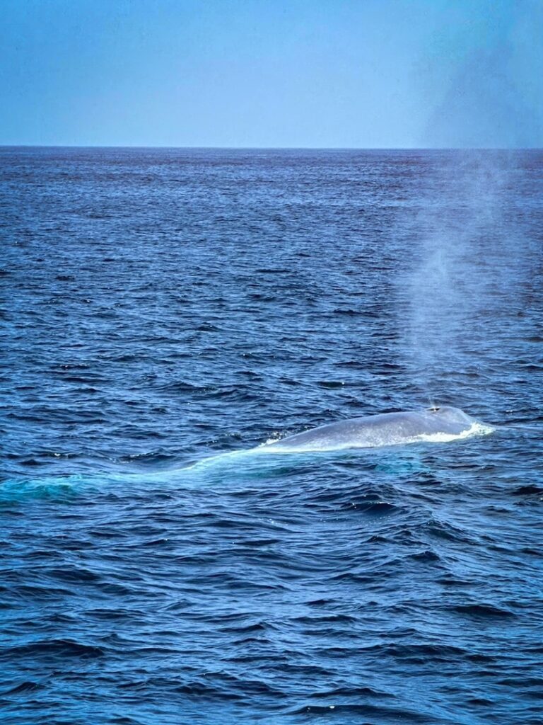 A humpback whale in the Santa Barbara Channel.