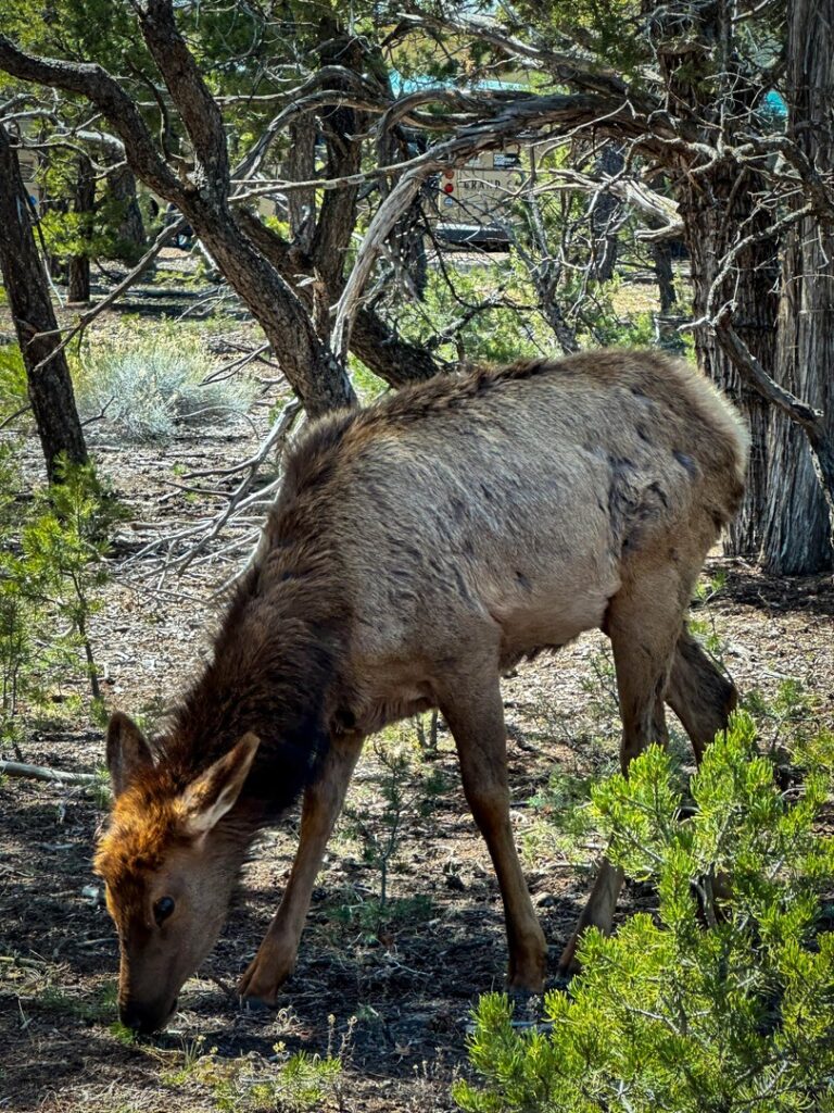 An elk seen standing in Grand Canyon Village.