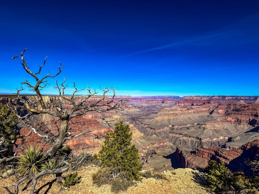 A dead tree on the edge of the Rim Trail.