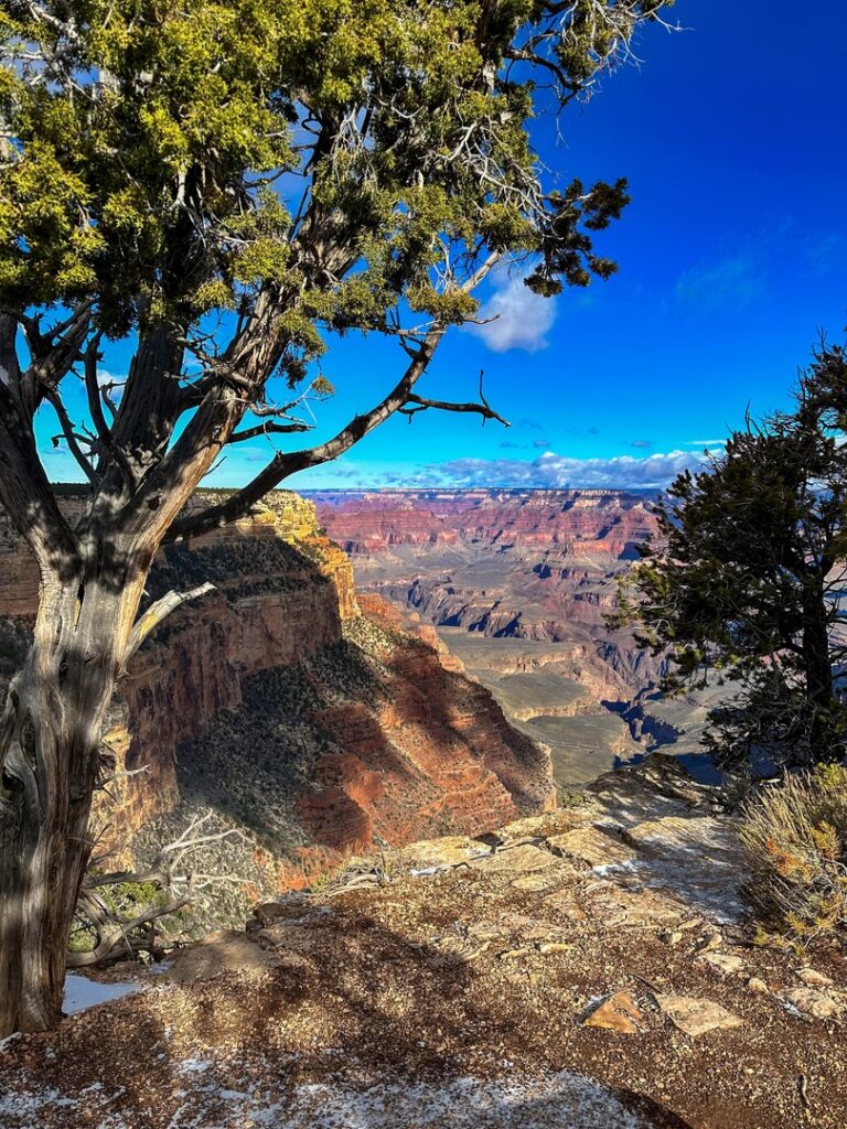 A pine tree with the Grand Canyon in the background.