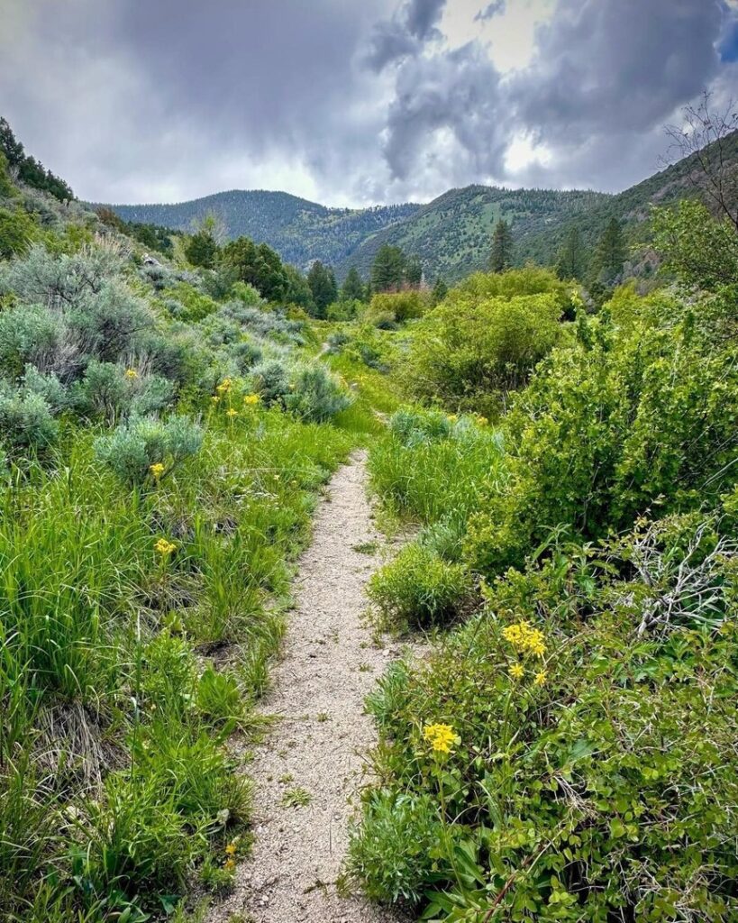 A small single file trail heading in to Pole Canyon at Great Basin National Park.