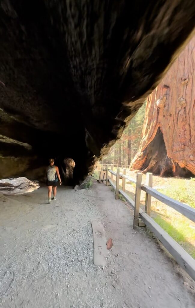 Walking through a fallen giant sequoia while hiking in Kings Canyon National Park.