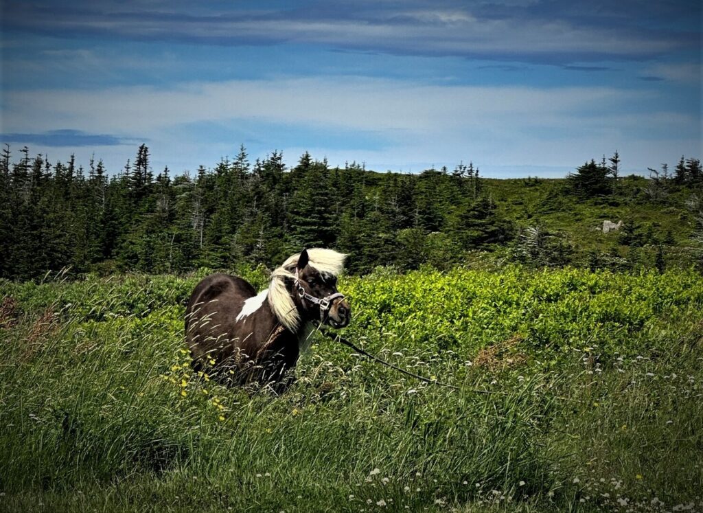 A horse in the community pasture in Bonavista, Newfoundland.
