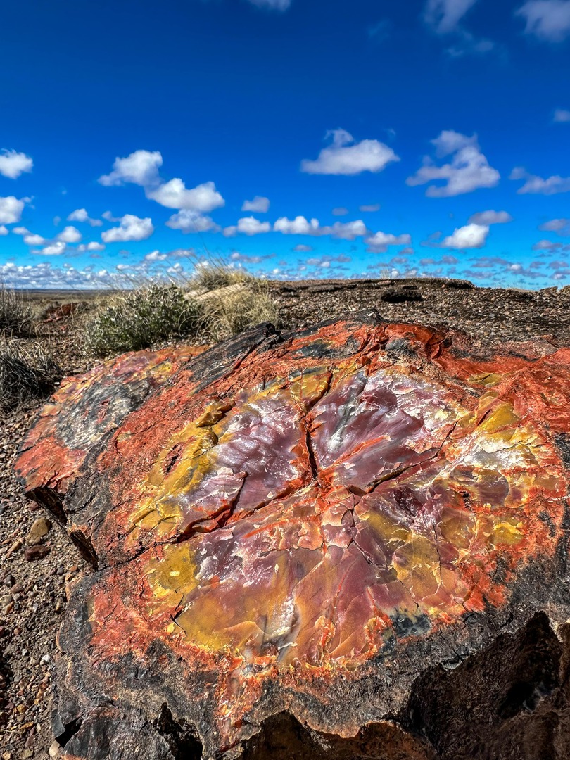 A colorful "slice" of petrified wood.