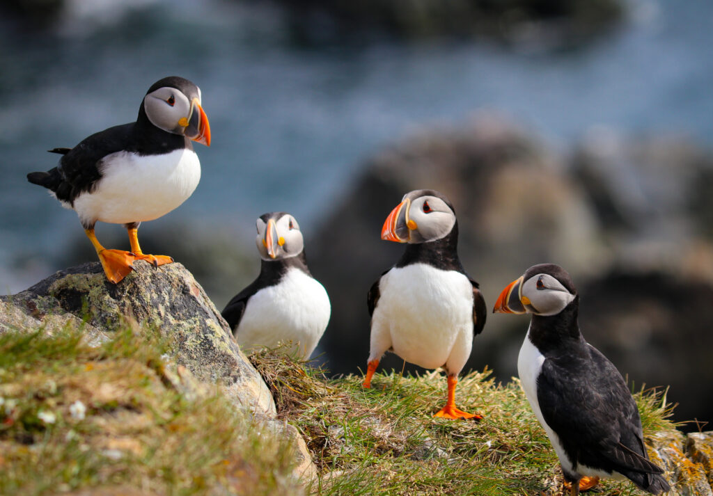 4 Puffins stand along the rocky cliffs of the Puffin Viewing site in Elliston, NL.