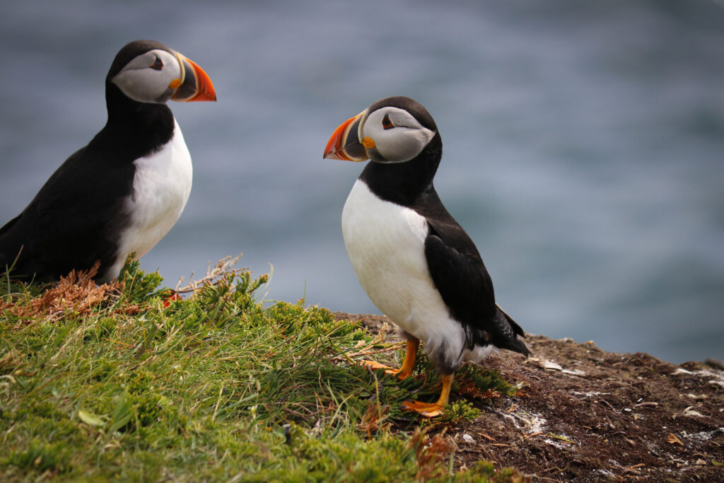 2 Puffins looking at each other in Elliston, NL.