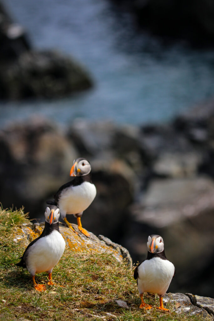One Puffin looks directly at the camera while two others watch in Elliston, NL.