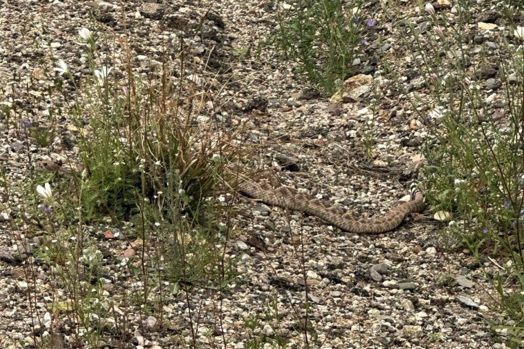 Western Diamondback Rattlesnake in the desert at Sabino Canyon.