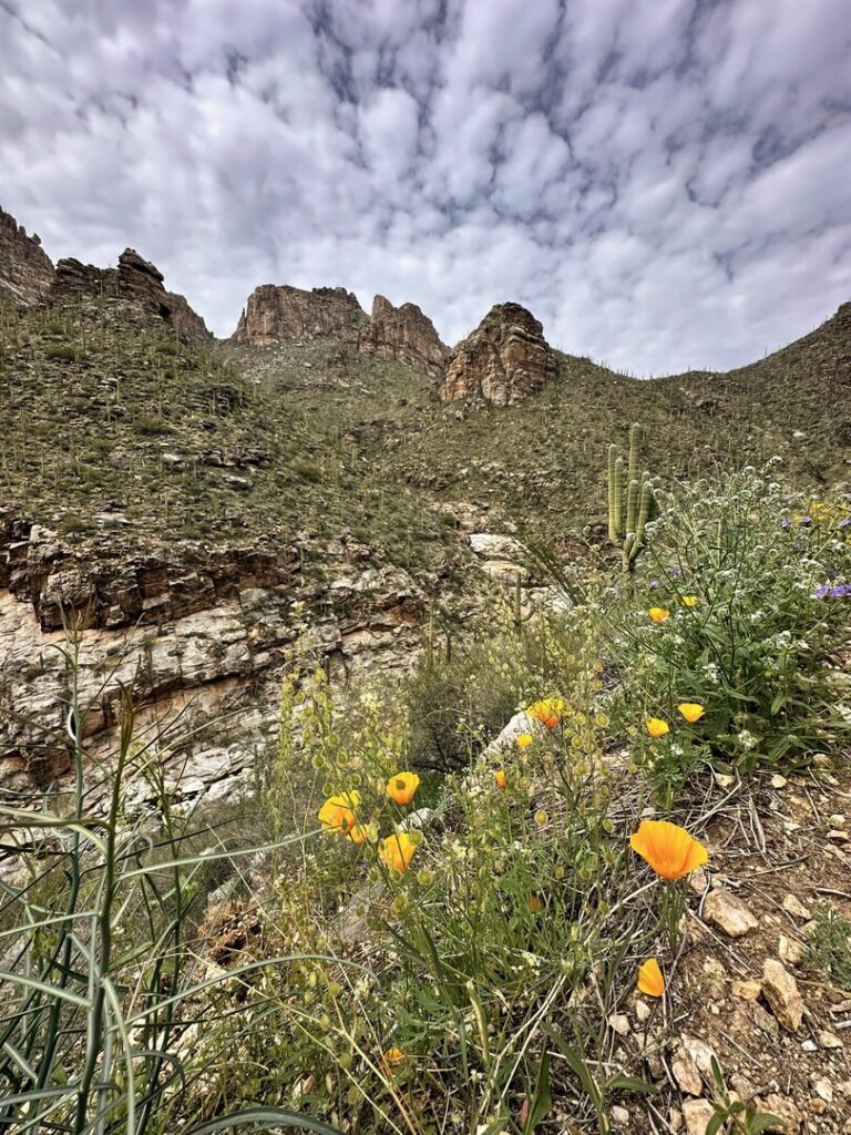 Poppies along the Seven Falls hike.