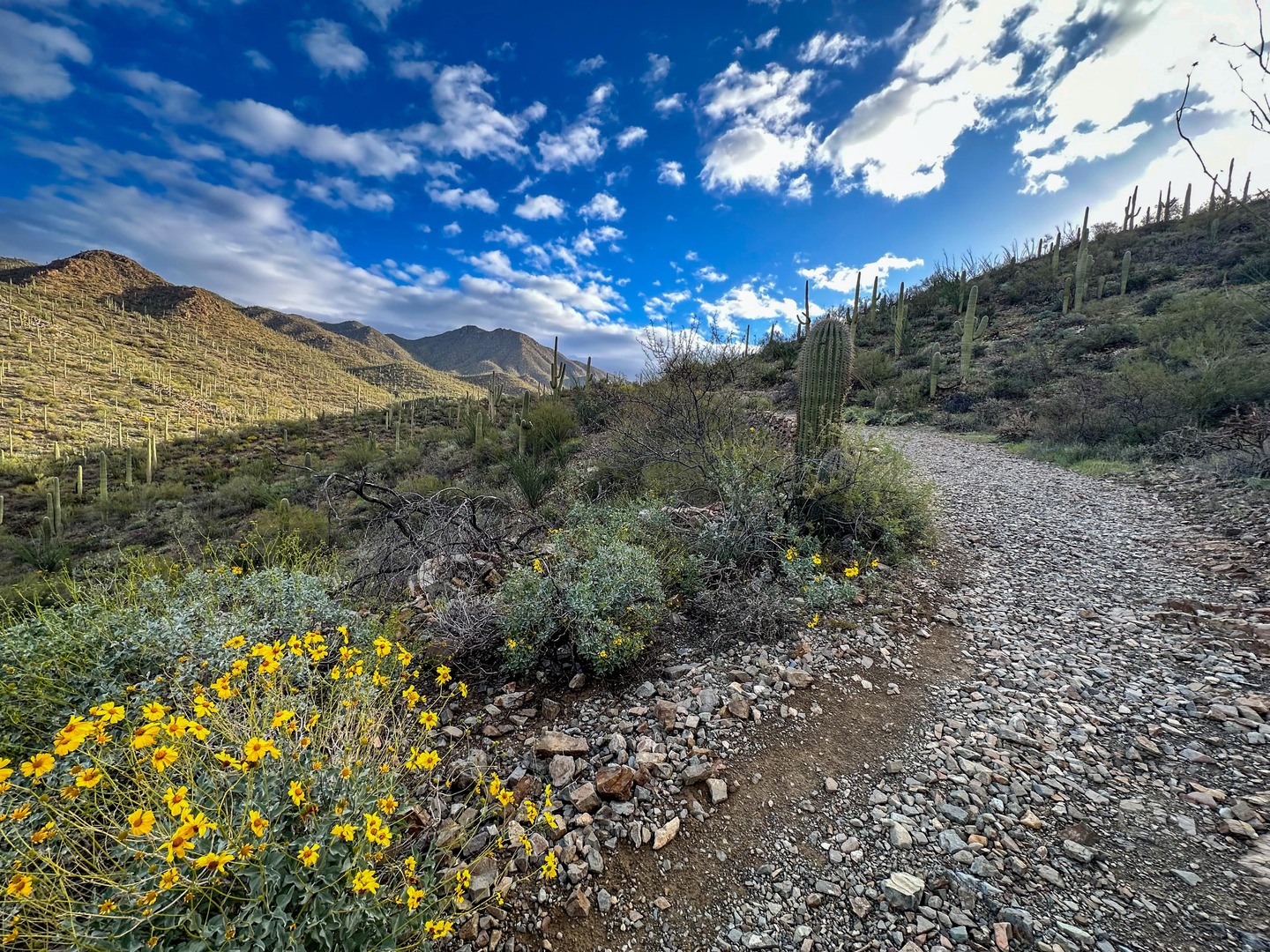 Yellow flowers, blue skies, and cacti filled mountains at Saguaro National Park on our Arizona national parks road trip.