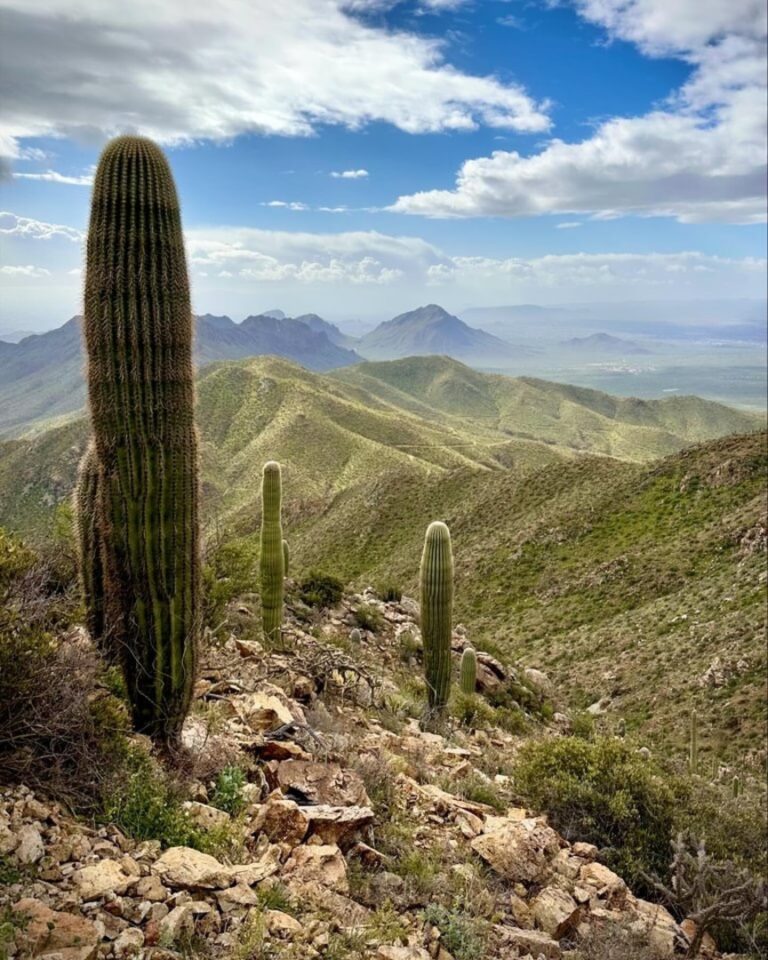 A view of a vast valley of Saguaro National Park filled with cacti.