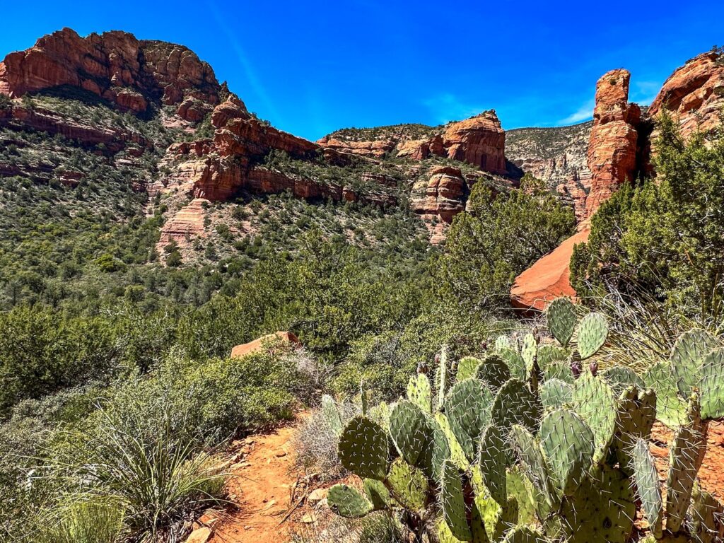 A prickly pear cactus in Fay Canyon