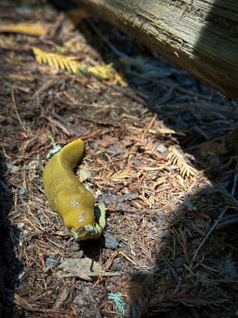 A yellow banana slug on the forest floor.