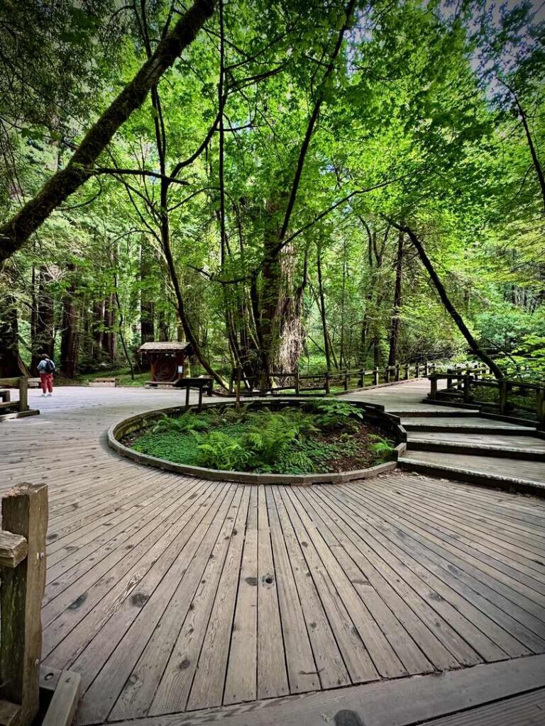 A boardwalk runs through Muir Woods National Monument.