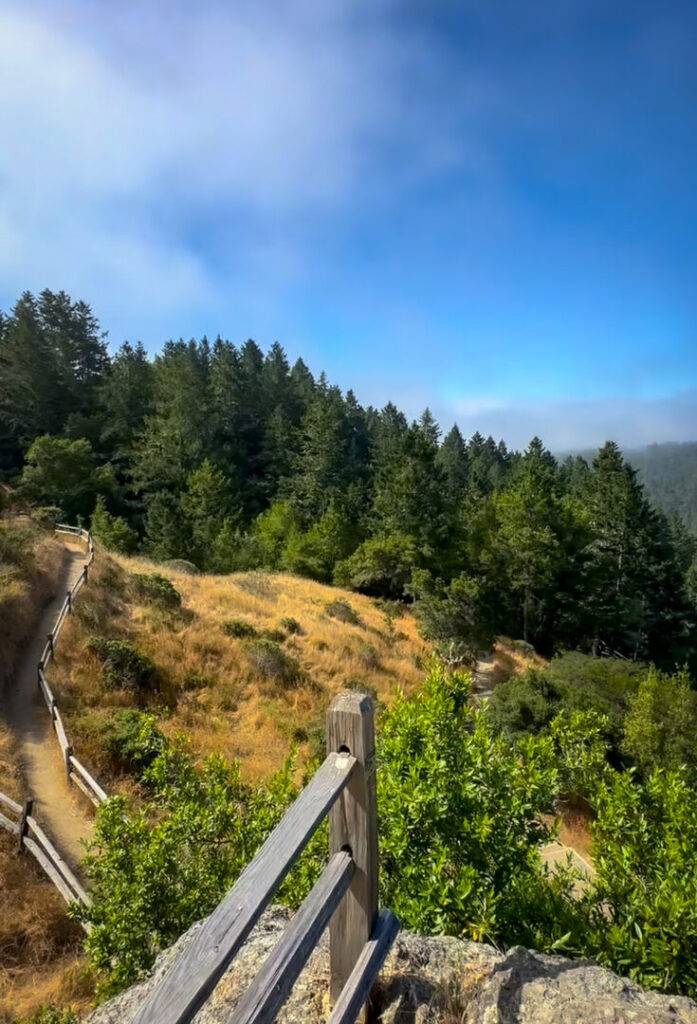 Overlooking the Redwoods tree canopy as a trail winds down to the woods.