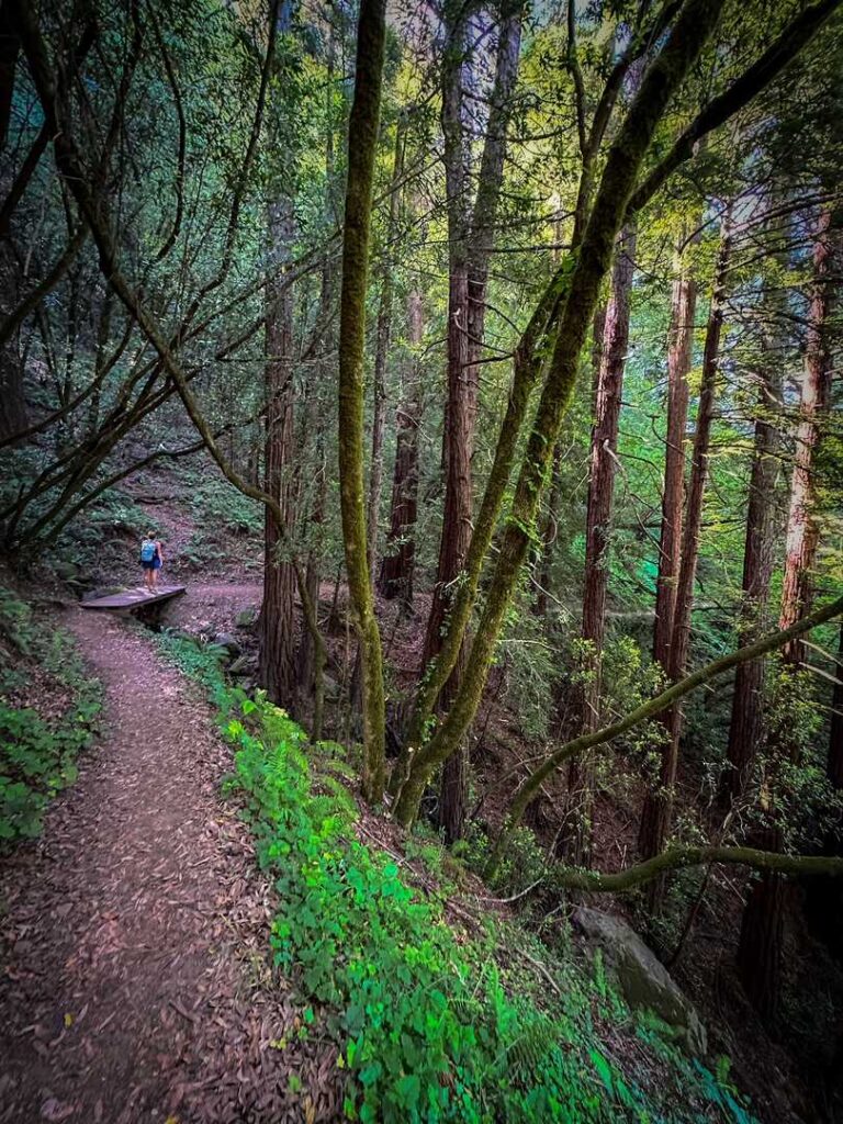 A hiker crosses a bridge in the moody, misty forest.