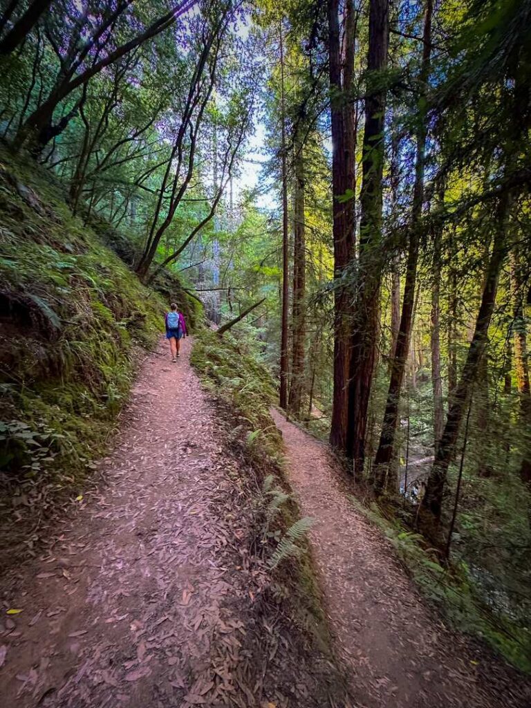A hiker walking through the woods at a hairpin trail on a Muir Woods day trip.