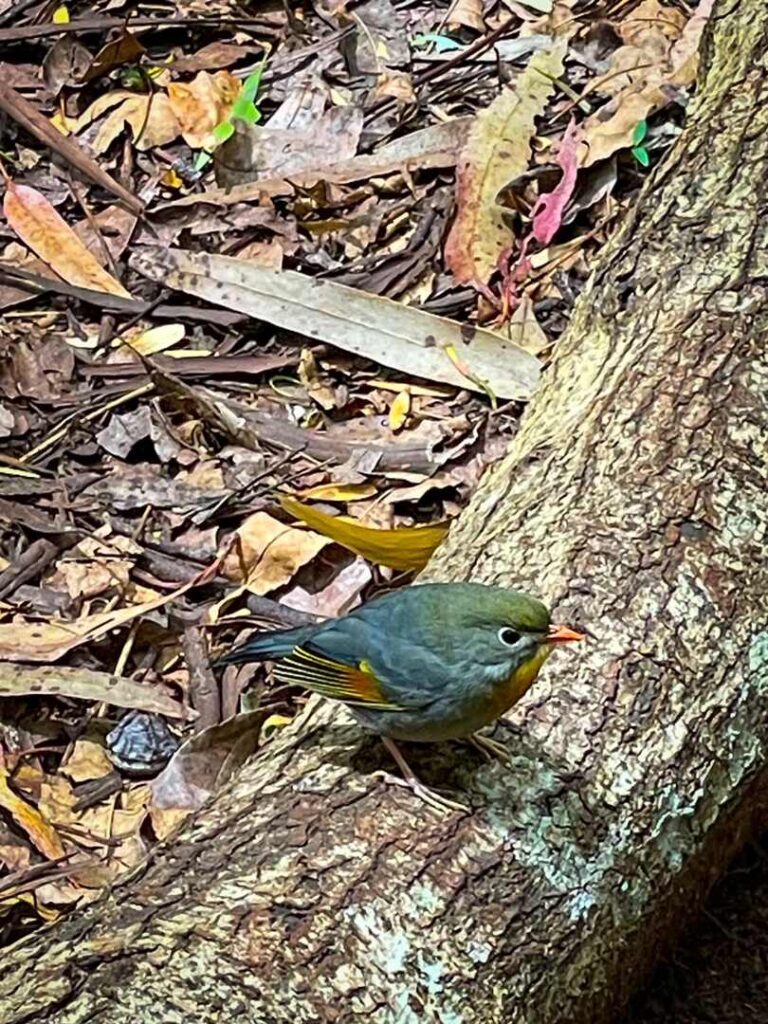 A Leiothrix at Makawao Forest Reserve.