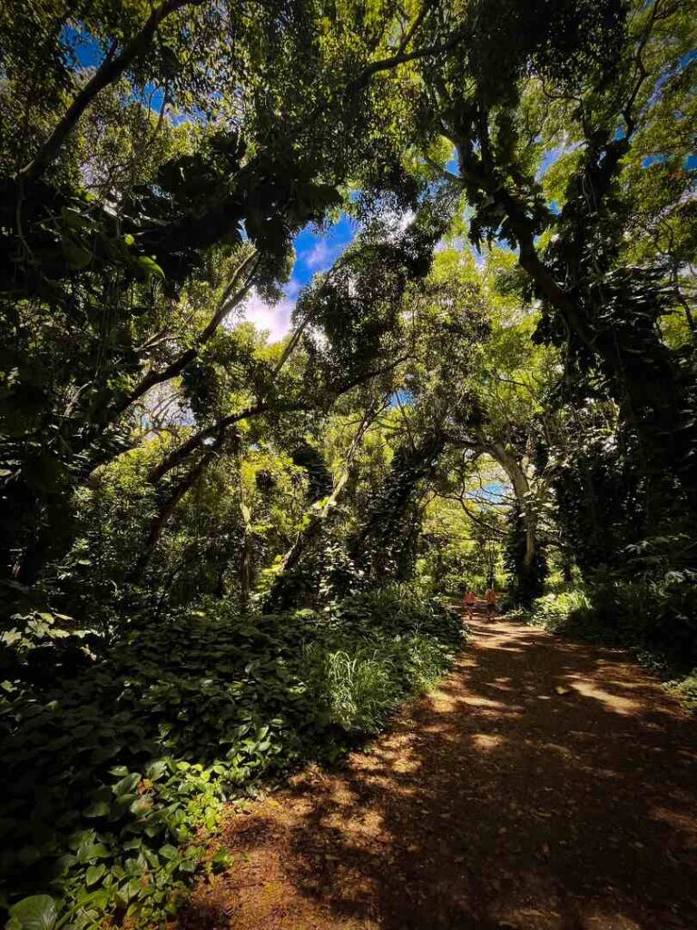 Two hikers walk through the shaded and lush green enchanted forest in West Maui.