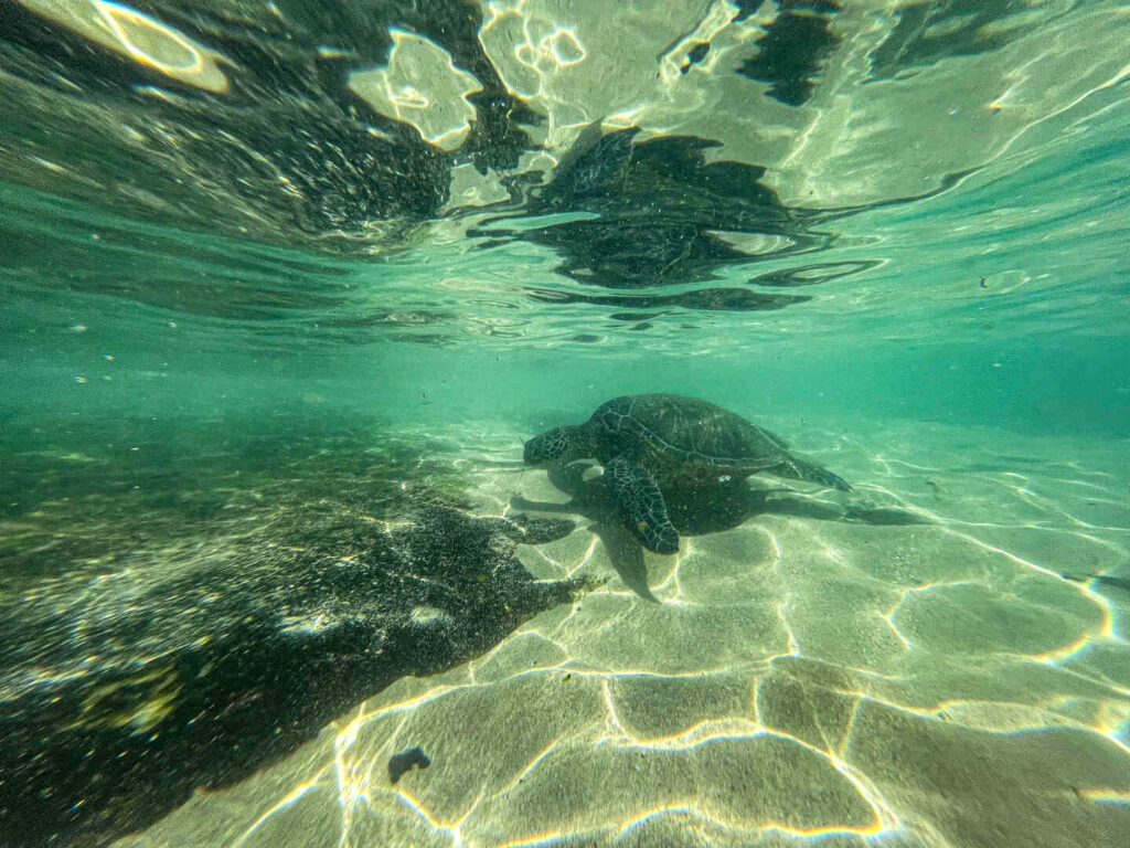 A Hawaiian sea turtle in the ocean as seen while snorkeling.