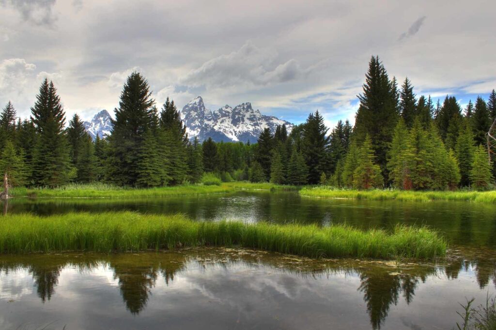 Spruce trees frame the Tetons in the background with a reflection in the Snake River on the Schwabacher Landing Trail