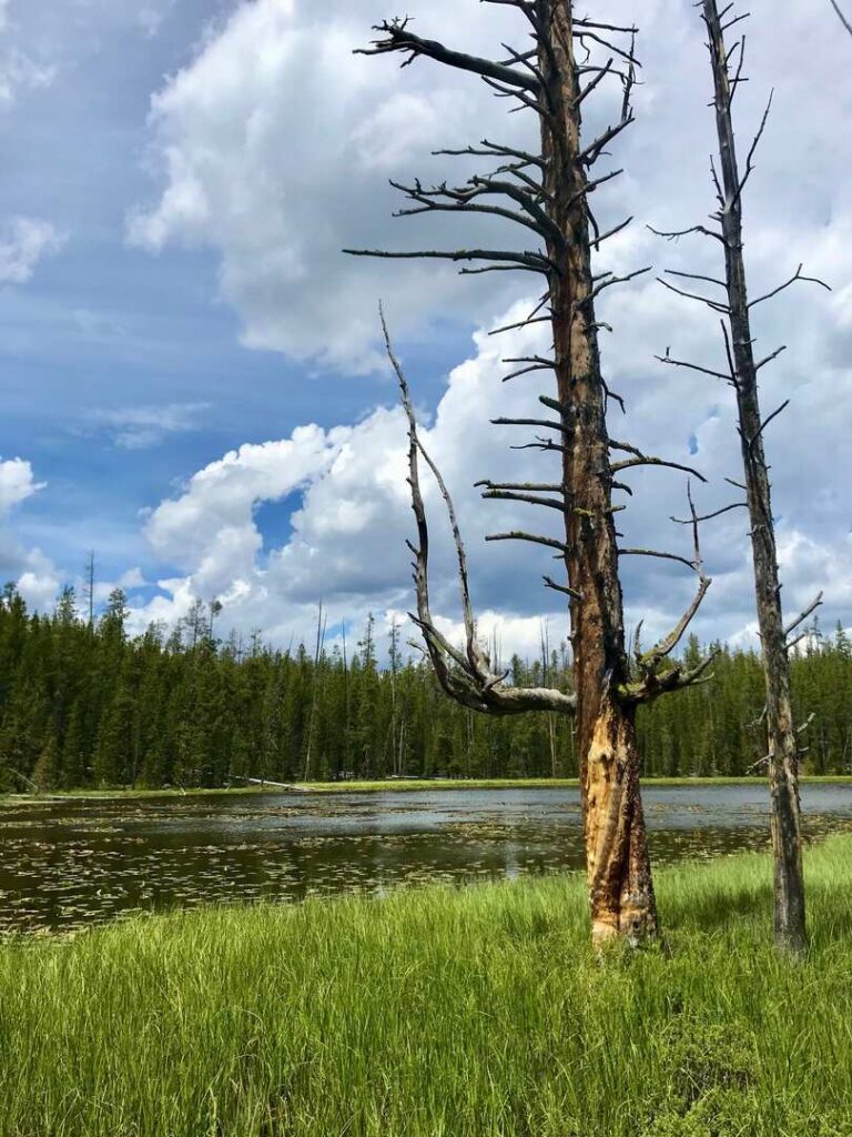 Lilly Pad Pond on the Clear Lake Trail in Yellowstone.