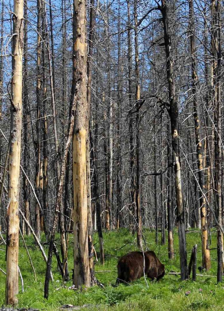 A bear at Yellowstone National Park.