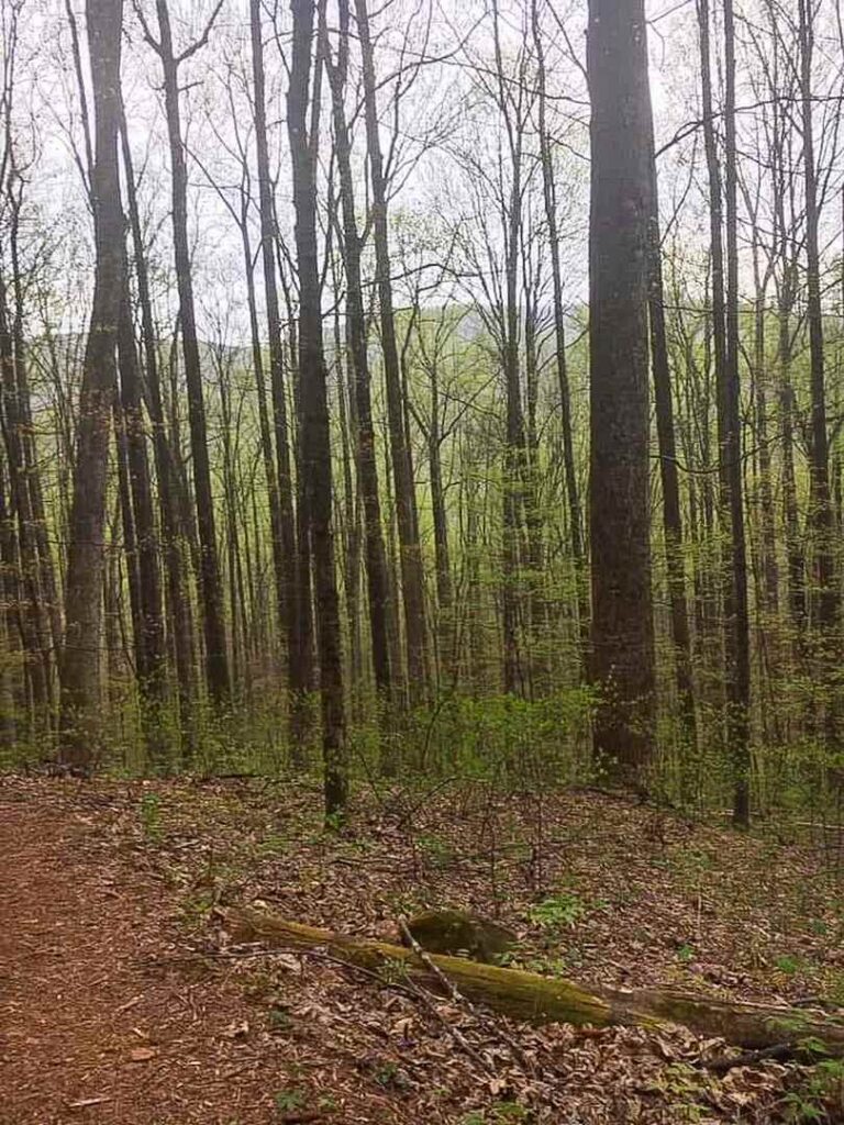 Mountains peek through the trees on the Rose River Loop Trail.