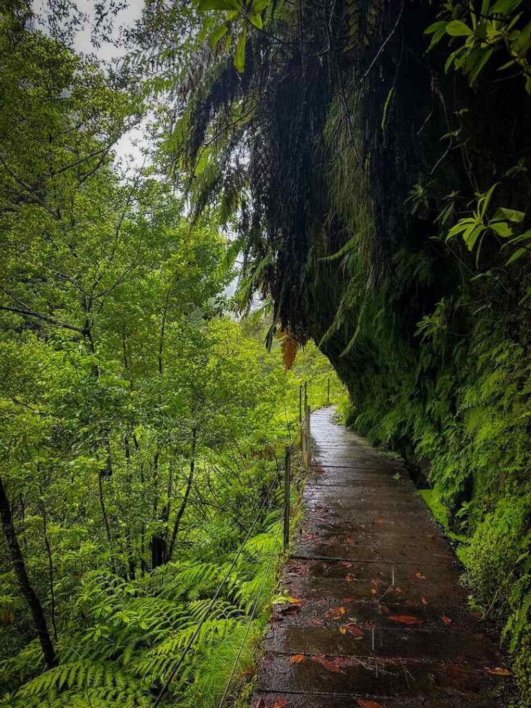 Concrete blocks cover the water filled levada at the end of the hike surrounded my lush greenery and mossy walls.