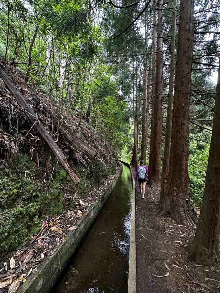 A hiker passes the tall pines along the trail right next to the levada on the PR16 trail