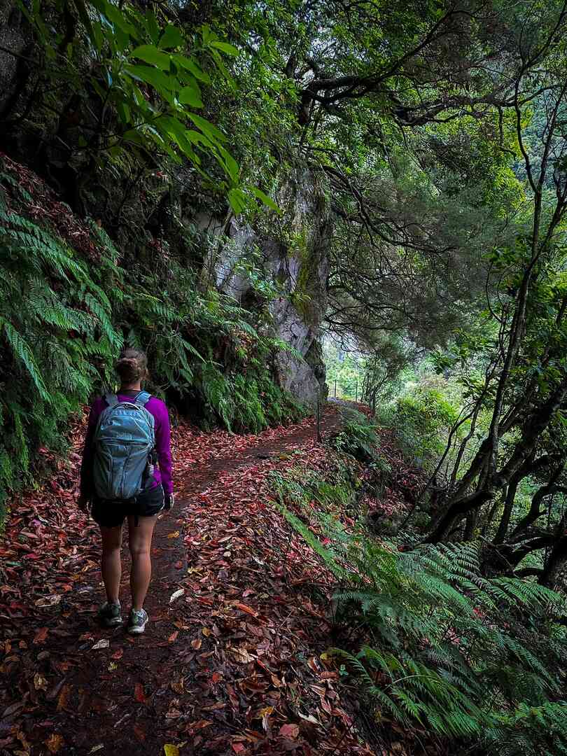 A hiker walking through a lush green forest on the Levada Fajã do Rodrigues walk.