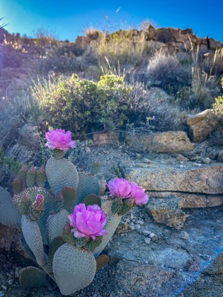 A blooming Beavertail cactus with pink flowers along the trail.