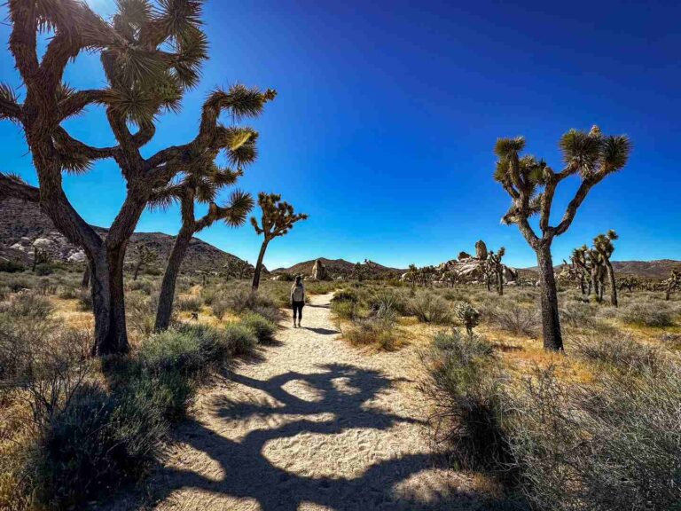 A hiker standing on the trail in Joshua Tree National Park, California.