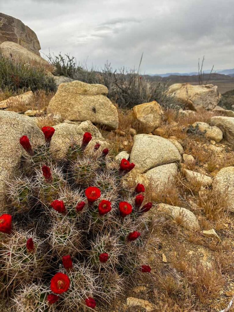 A blooming Kingcup cactus with red flowers along the Ryan Mountain hike.